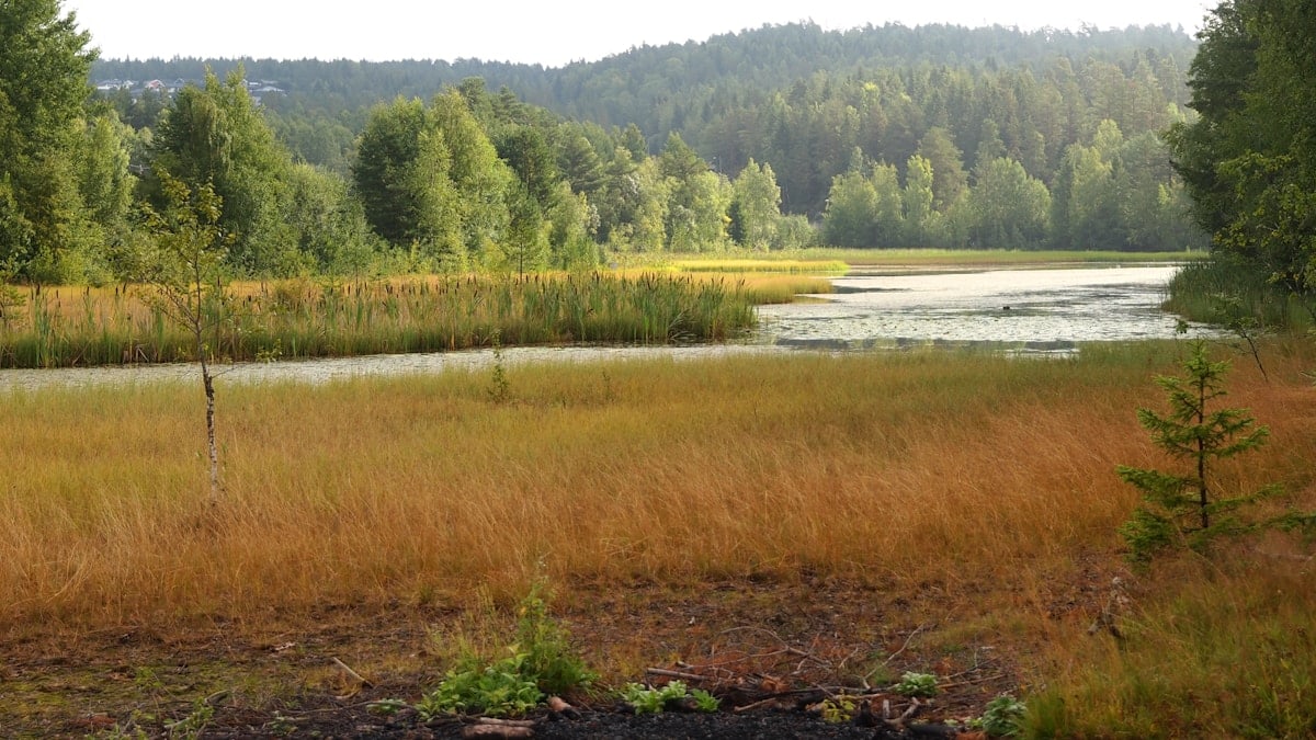 a grassy field with trees and water in the background